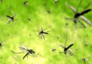 A Senigallia preoccupa la proliferazione delle zanzare, il Comune distribuisce ai cittadini un antilarvale